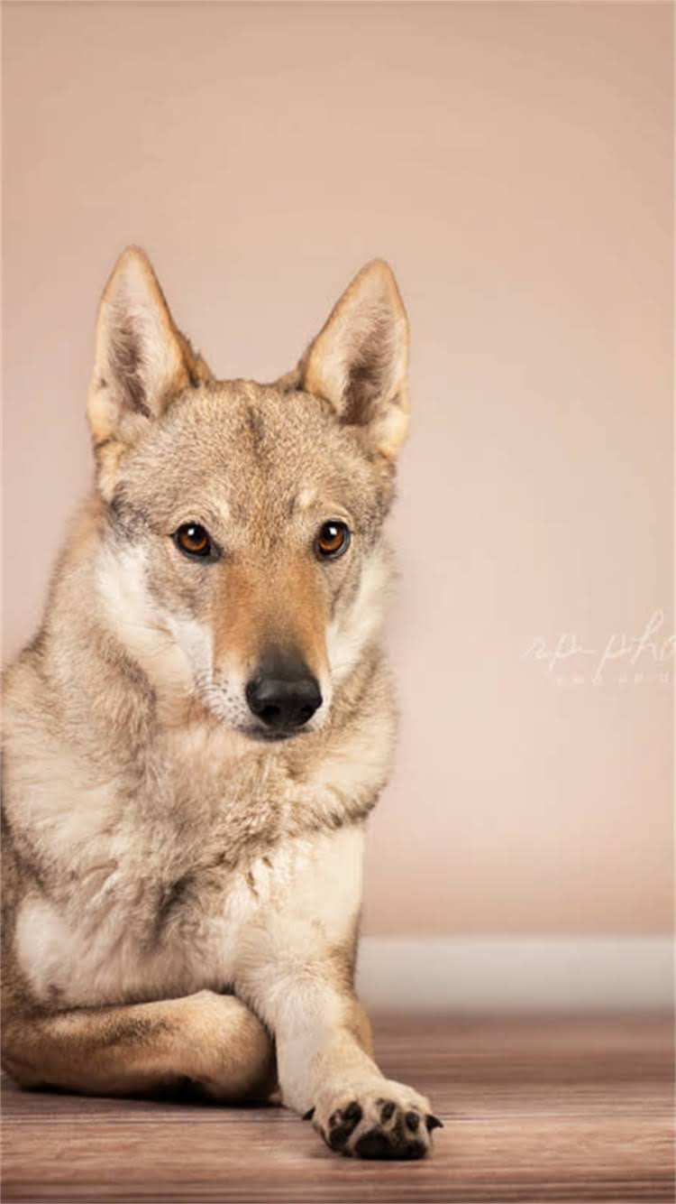 图片 柯基犬纯种多少钱？最新价格指南与选购全攻略.jpg