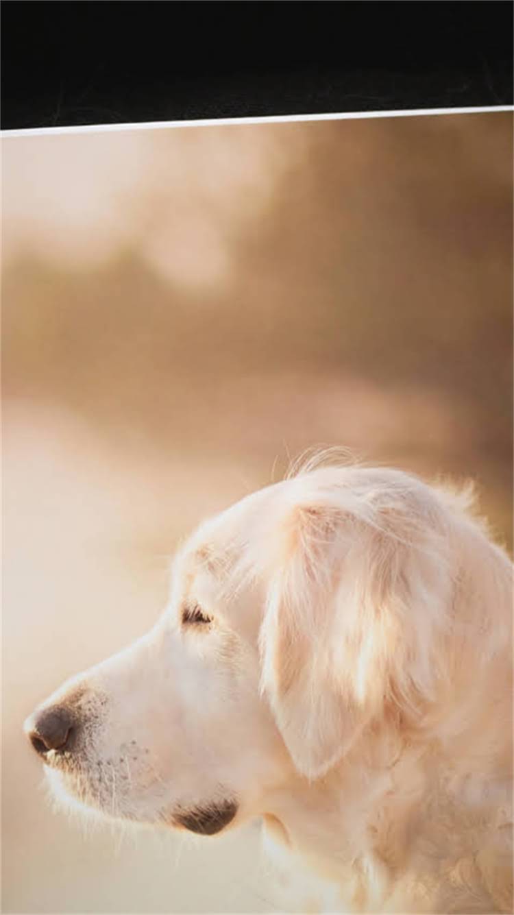 图片 柯基犬纯种鉴定全攻略：如何通过外貌、血统和性格判断小柯基是否为纯种犬.jpg