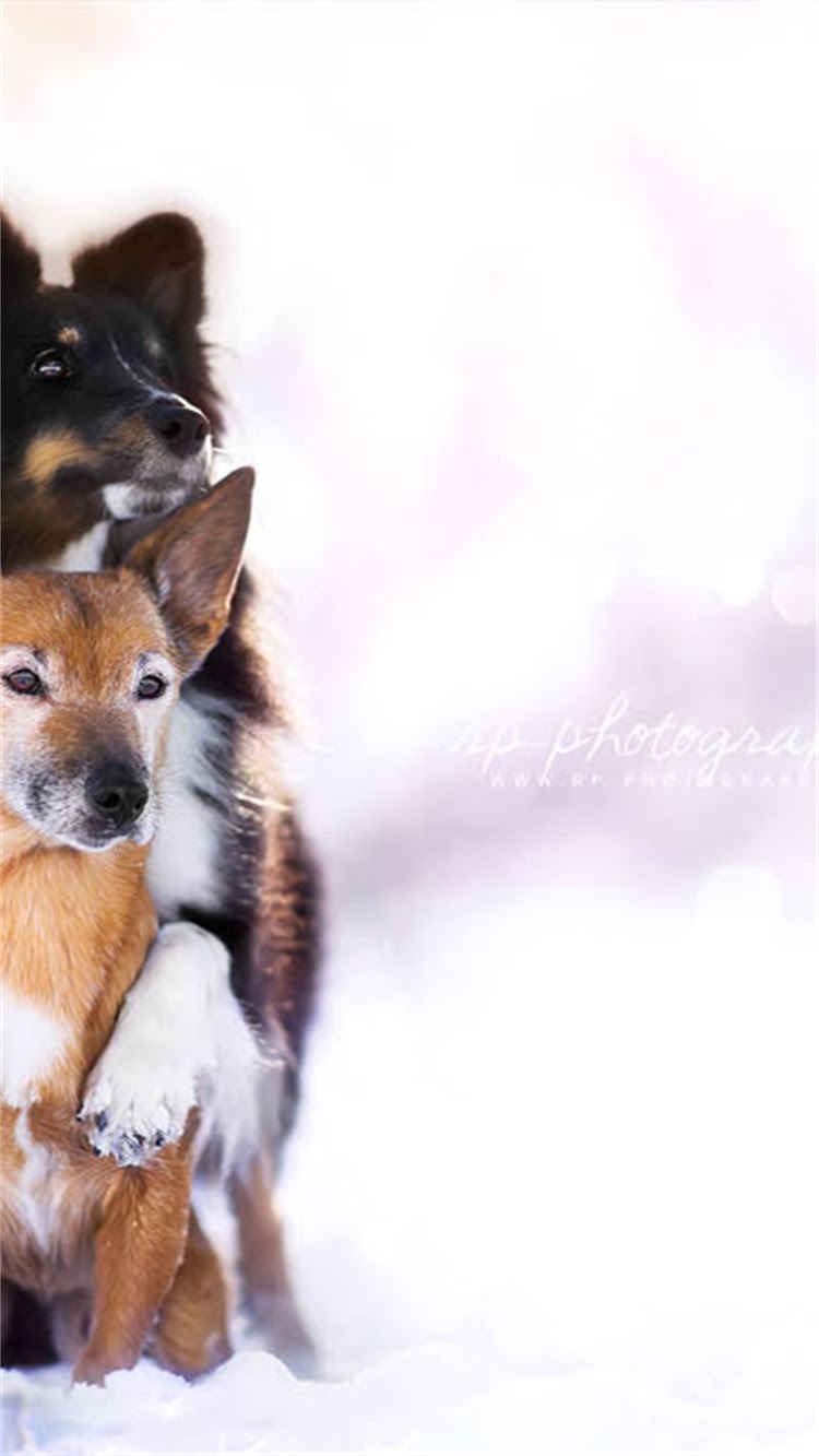 图片 柯基犬耳朵周围有白毛？可能原因及护理方法全（附专业兽医建议）.jpg