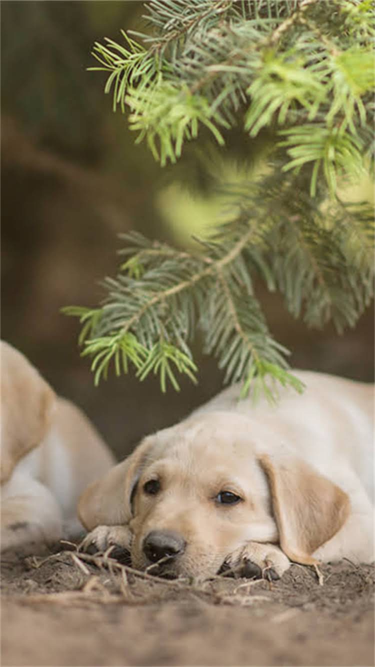 图片 柯基犬耳朵周围有白毛？可能原因及护理方法全（附专业兽医建议）1.jpg