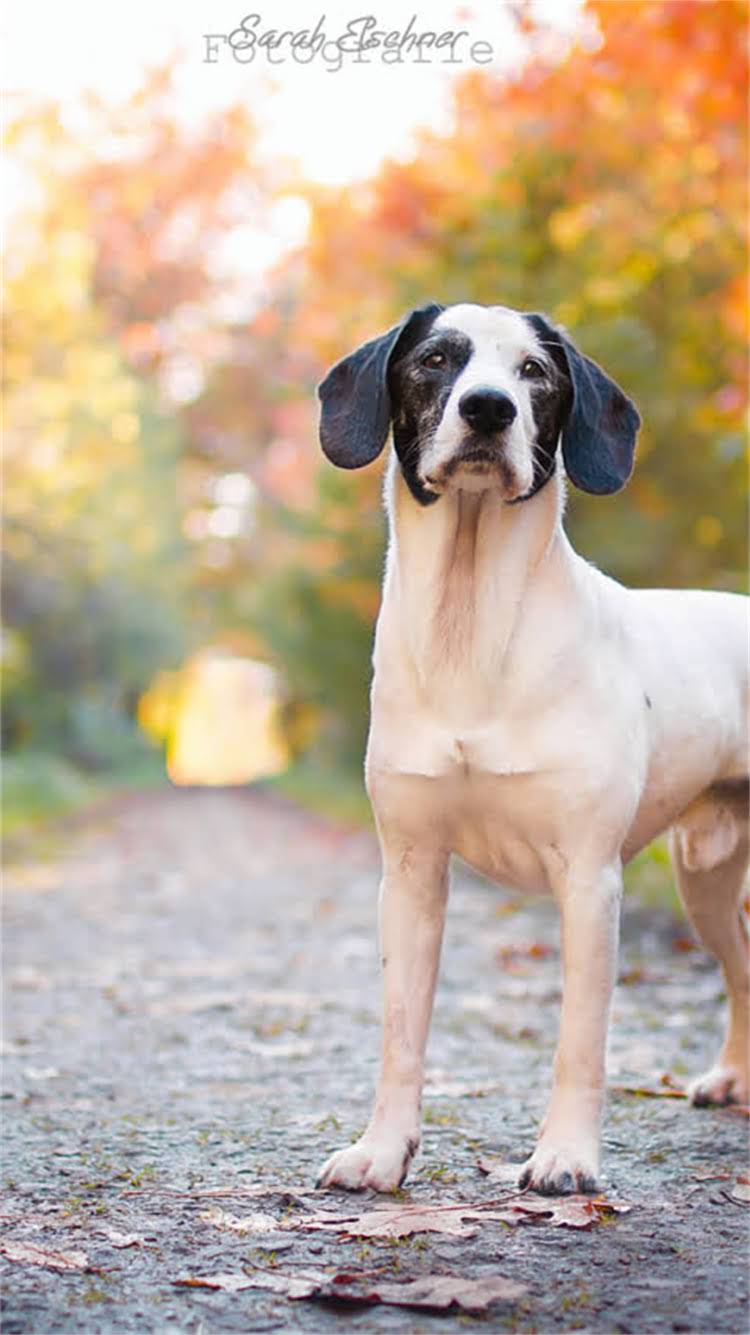 图片 柯基犬背部尾部白毛：常见原因与专业护理指南（附高清对比图）.jpg