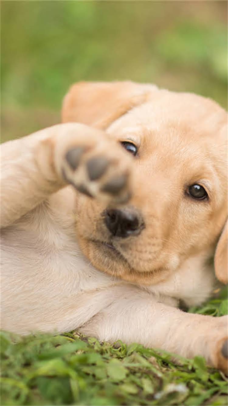 图片 柯基犬背部尾部白毛：常见原因与专业护理指南（附高清对比图）1.jpg