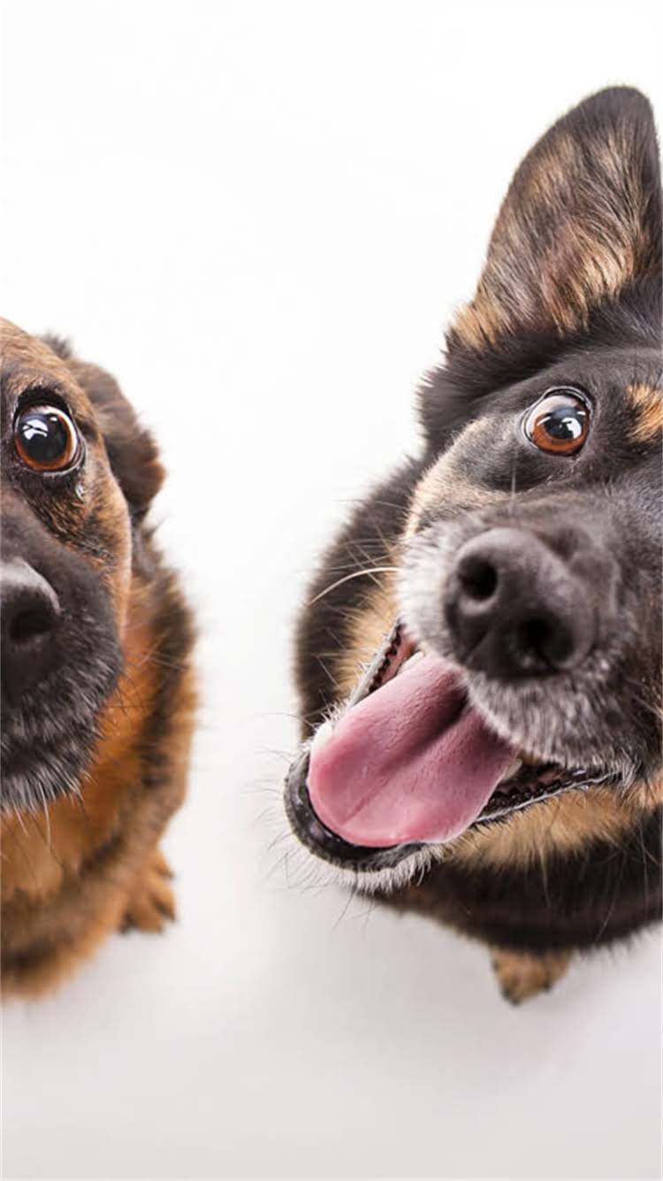 图片 柯基犬背部有白花状毛发怎么办？3大原因+解决方案全（附护理指南）1.jpg