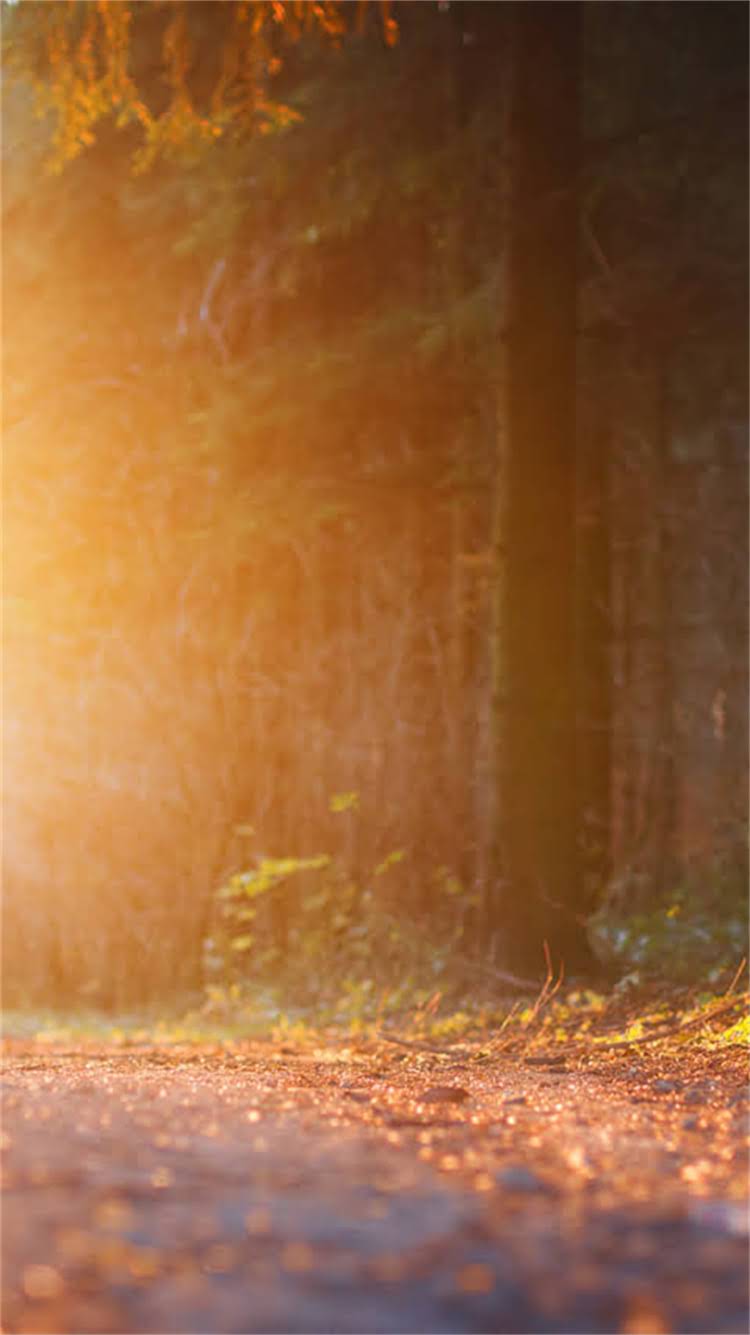 图片 柯基犬背部有白花状毛发怎么办？3大原因+解决方案全（附护理指南）2.jpg