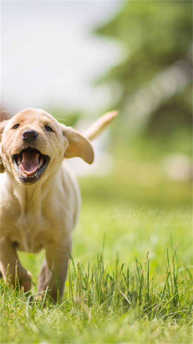 图片 柯基犬能不能吃吐司面包？这5个关键点必须知道！.jpg