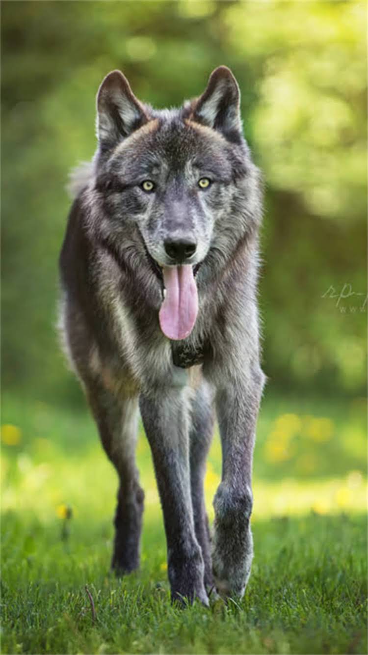 图片 柯基犬能不能吃吐司面包？这5个关键点必须知道！2.jpg