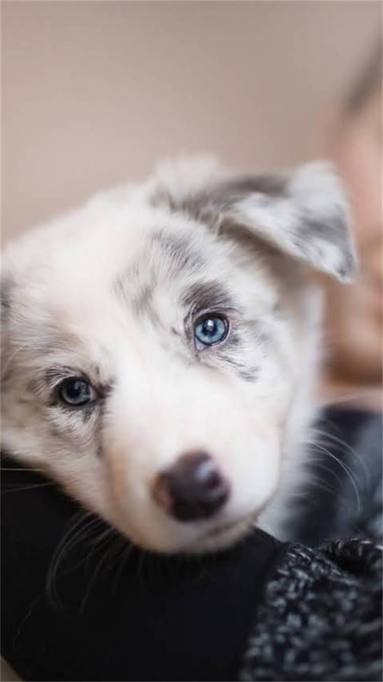 图片 柯基犬能吃南瓜吗？科学喂养指南与注意事项全1.jpg