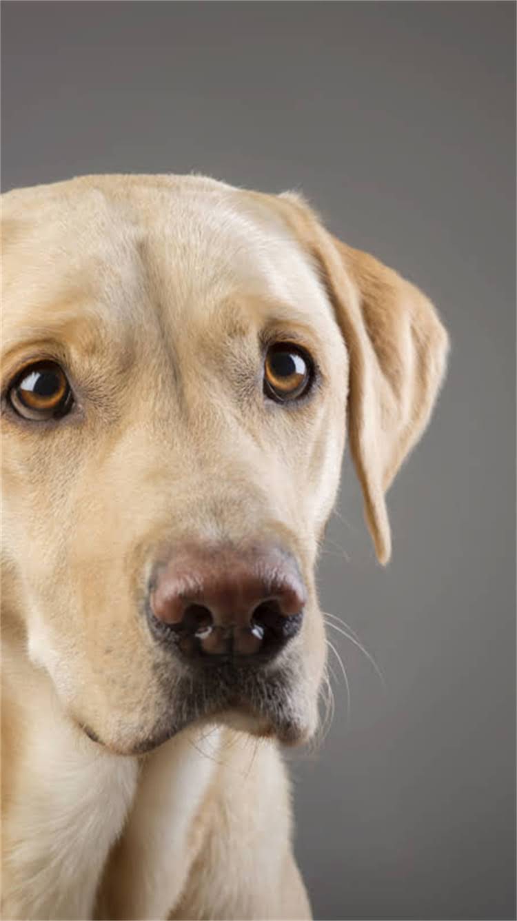 图片 柯基犬能吃南瓜吗？科学喂养指南与注意事项全2.jpg