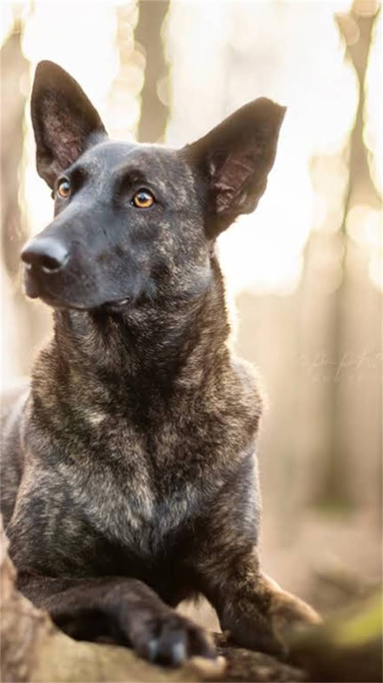 图片 柯基犬能吃白煮蛋吗？全攻略白煮蛋对柯基的益处与风险.jpg