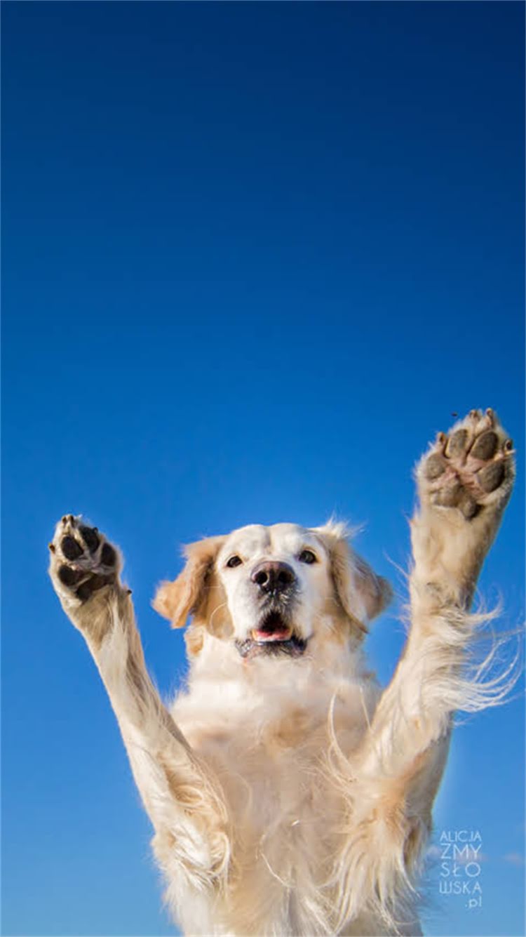 图片 柯基犬腿长标准：厘米数与比例对照表及健康养护指南（附测量方法）.jpg