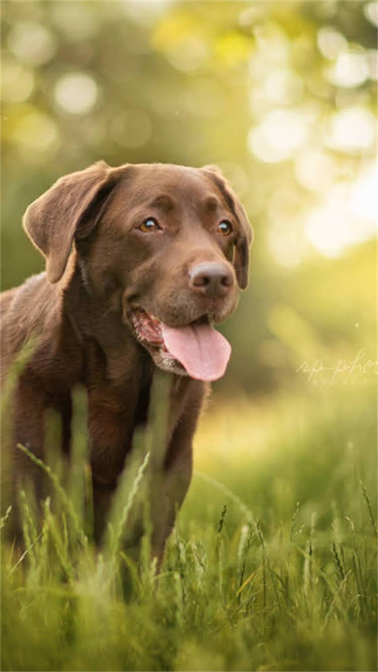 图片 柯基犬起名全攻略：超受欢迎的20个英文名+中文名+起名技巧（附避坑指南）.jpg