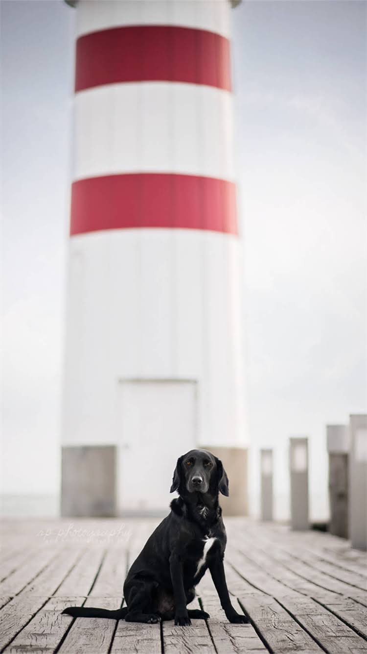 图片 柯基犬起名全攻略：超受欢迎的20个英文名+中文名+起名技巧（附避坑指南）1.jpg