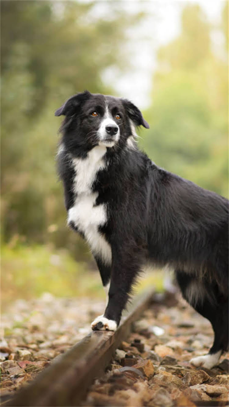 图片 柯基犬起名全攻略：超受欢迎的20个英文名+中文名+起名技巧（附避坑指南）2.jpg