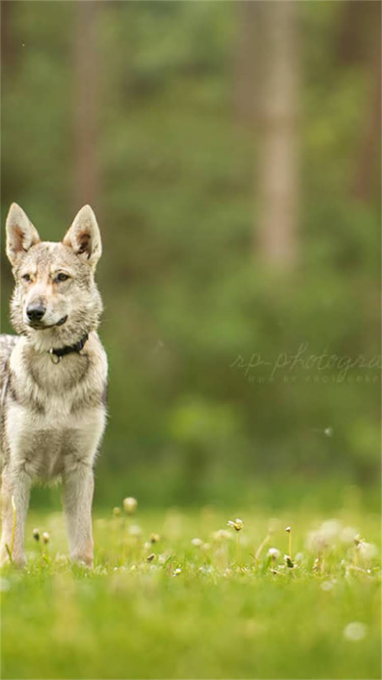 图片 柯基犬频繁咬尾巴怎么办？柯基咬尾原因及科学应对措施1.jpg