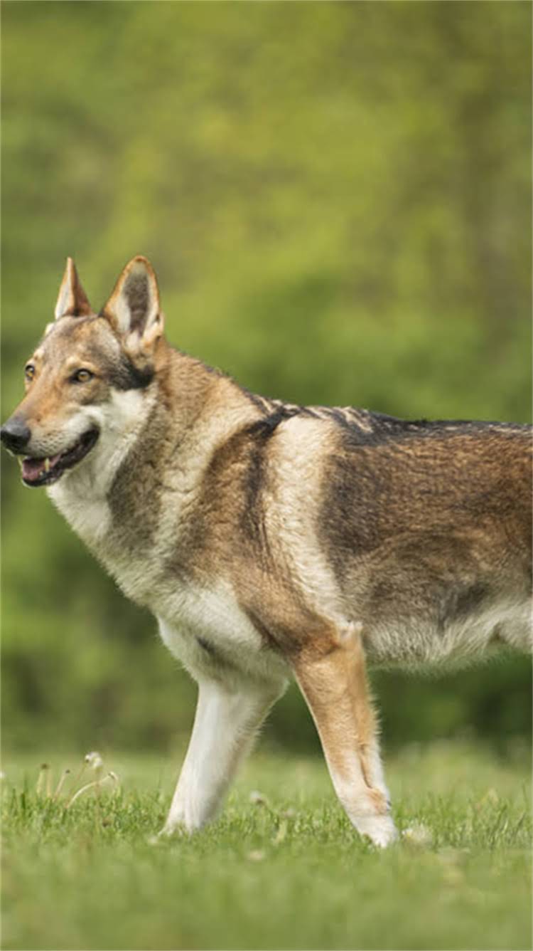 图片 柯基犬频繁咬尾巴怎么办？柯基咬尾原因及科学应对措施2.jpg