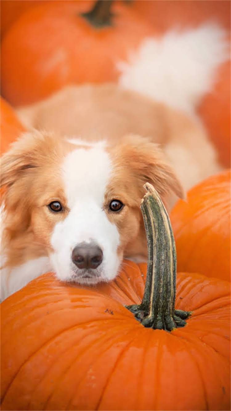 图片 柯基犬饮食全攻略：如何科学搭配营养餐单？权威营养师解答.jpg