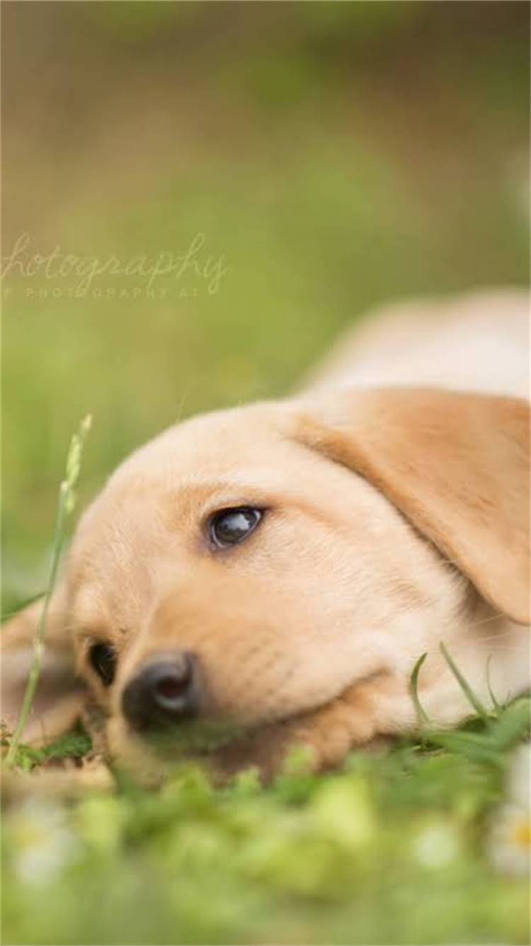 图片 柯基狗狗多大断奶？科学喂养全攻略与注意事项（附详细时间表）1.jpg