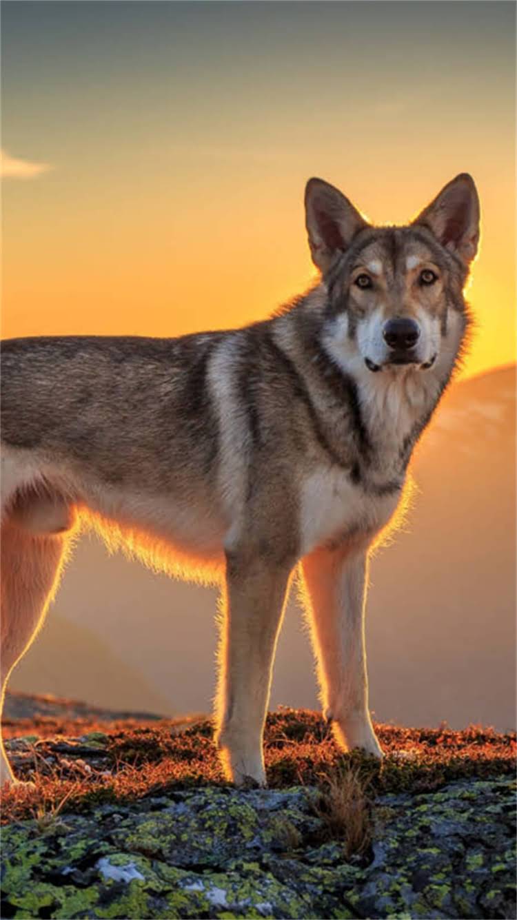 图片 柯基狗狗多大断奶？科学喂养全攻略与注意事项（附详细时间表）2.jpg