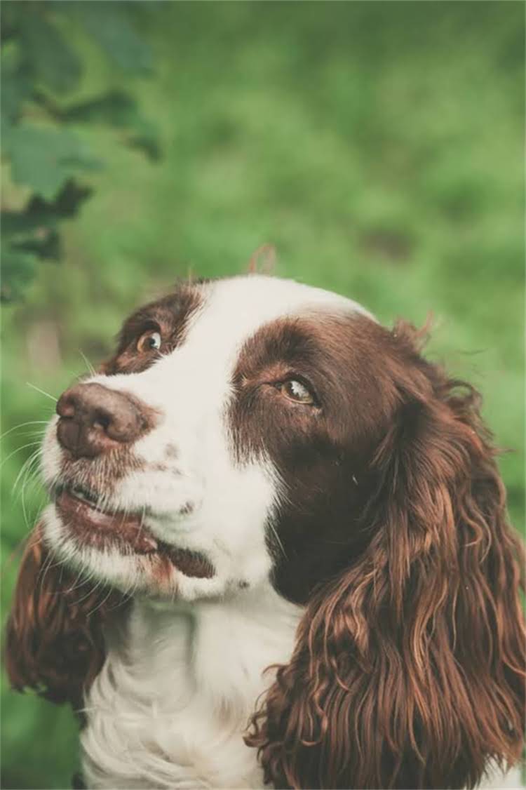 图片 柯基萌宠逆袭障碍赛：萌力全开热血全场！冠军柯基的夺冠秘籍.jpg