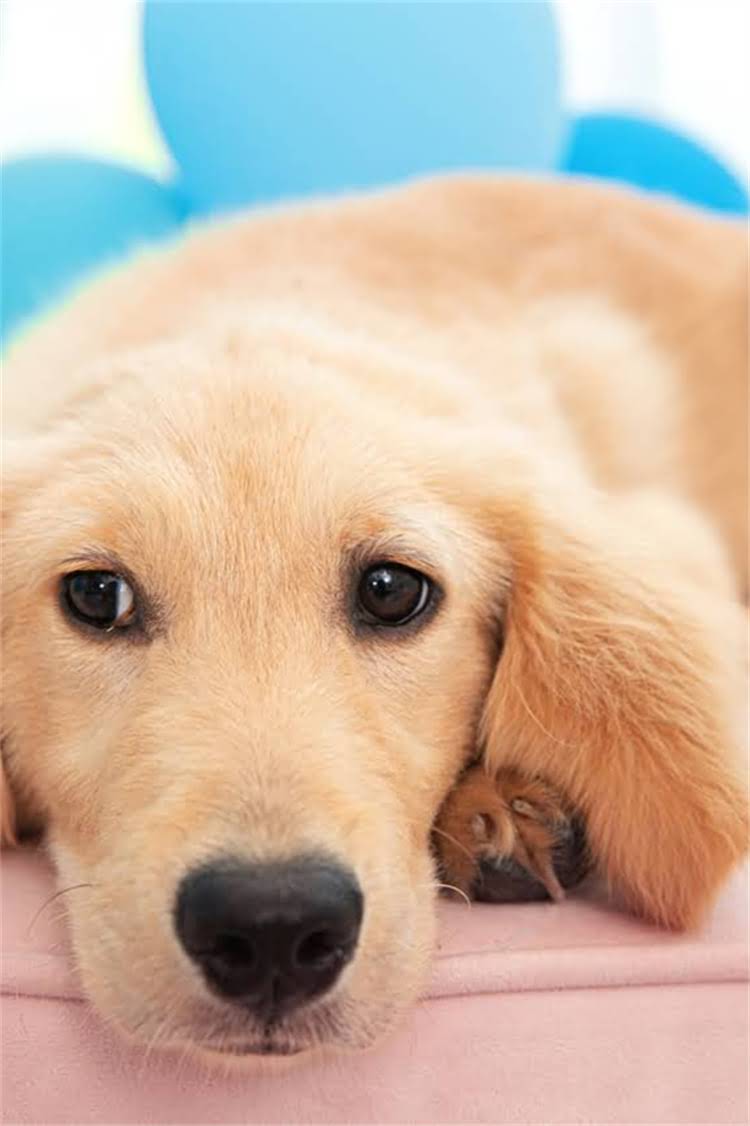 图片 柯基萌宠逆袭障碍赛：萌力全开热血全场！冠军柯基的夺冠秘籍1.jpg