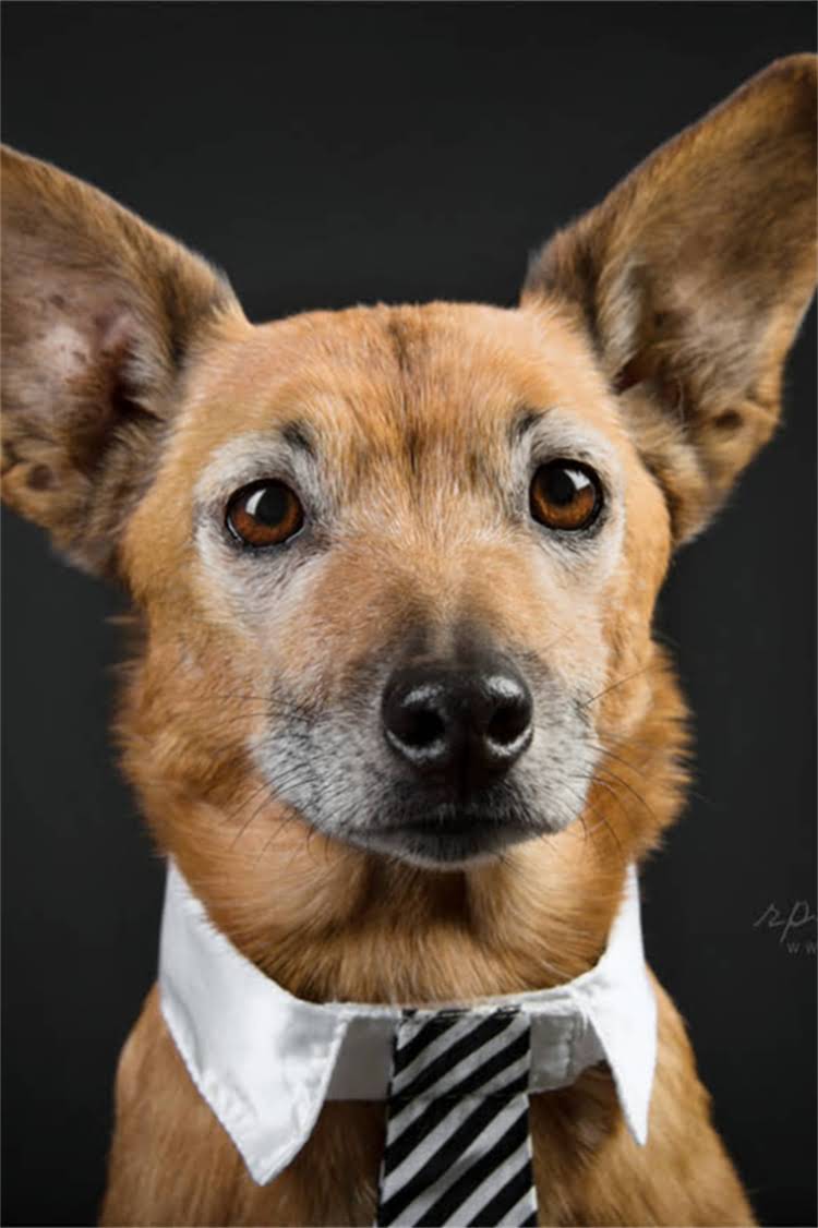 图片 柴犬vs柯基：全面对比，哪只更适合你？养狗前必看的性格、饲养指南与选购攻略.jpg