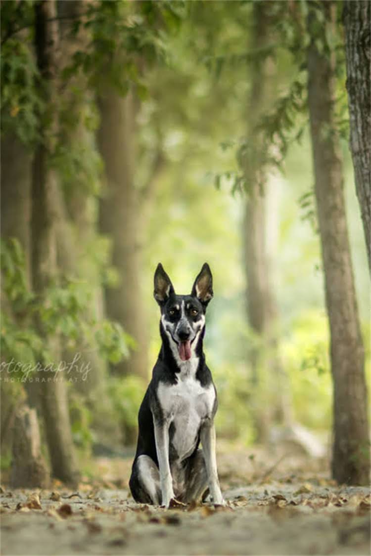 图片 柴犬vs柯基：全面对比，哪只更适合你？养狗前必看的性格、饲养指南与选购攻略1.jpg