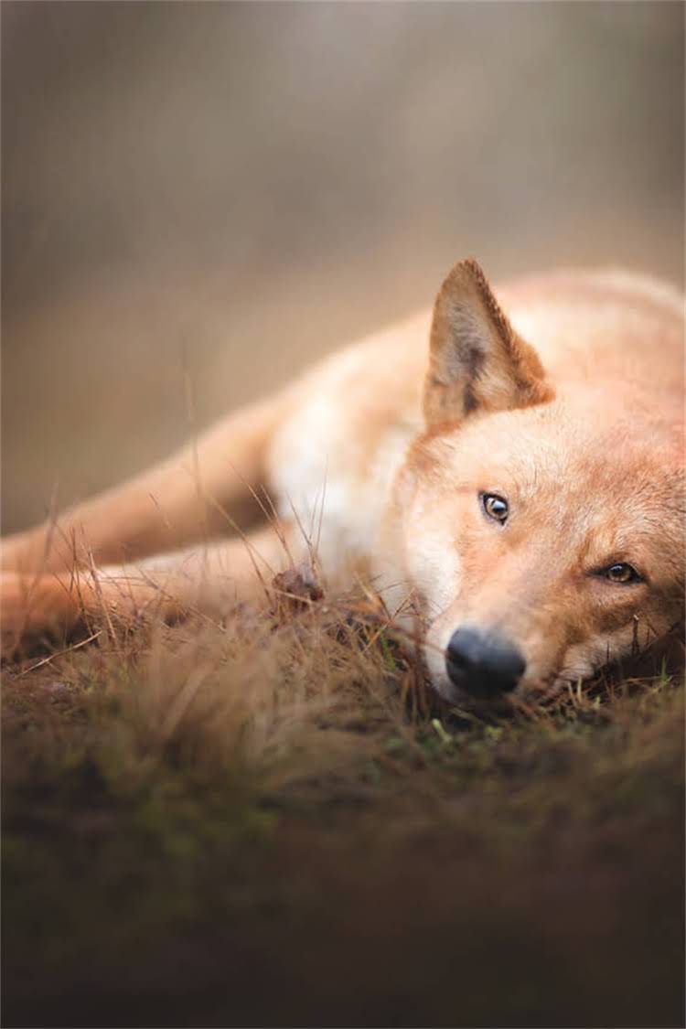 图片 柴犬vs柯基：全面对比，哪只更适合你？养狗前必看的性格、饲养指南与选购攻略2.jpg