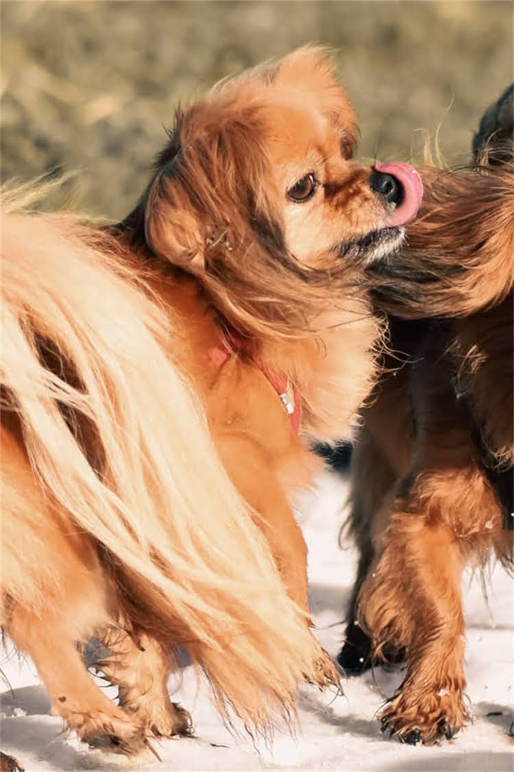 图片 柴犬训练全攻略：从基础服从到行为矫正的6大关键步骤2.jpg