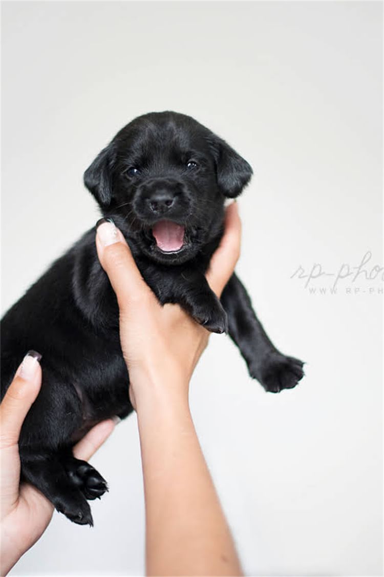 图片 柴犬训练黄金期：3-6月龄科学训练指南与实操技巧.jpg