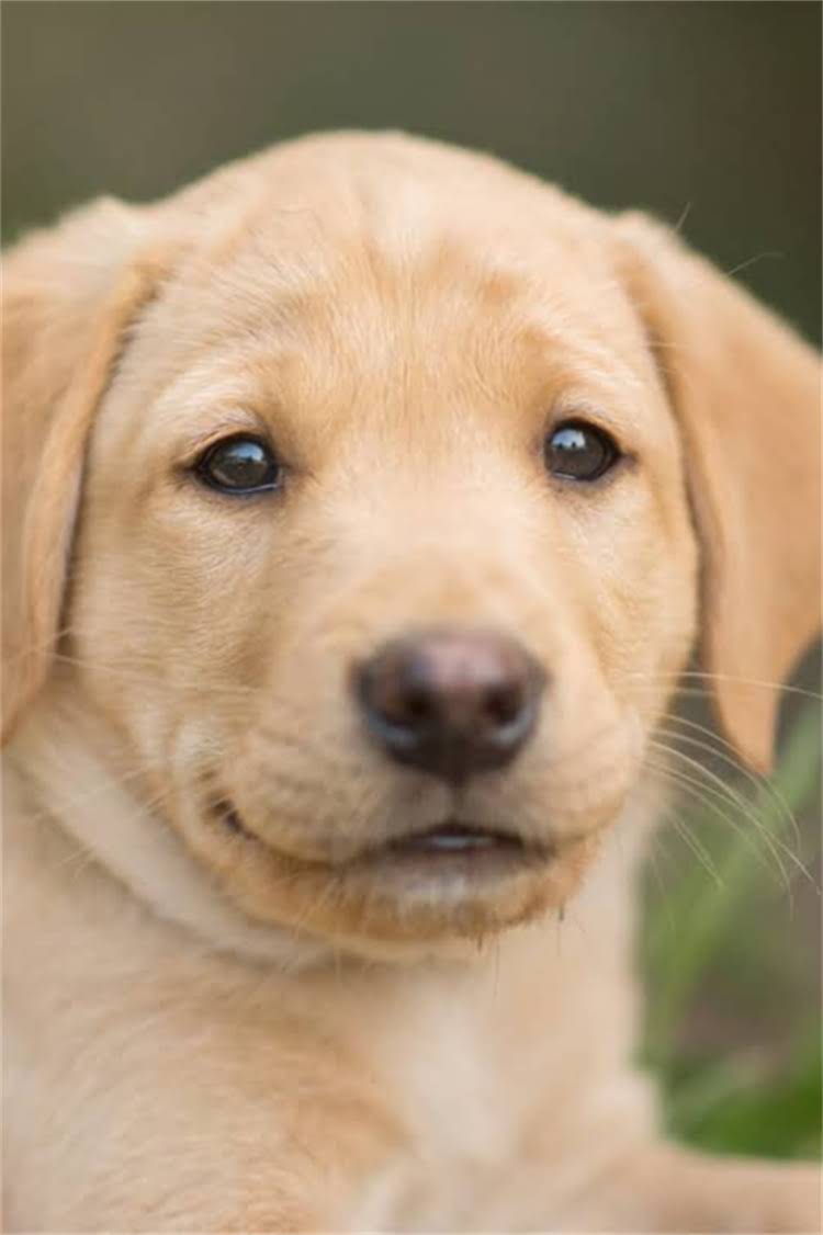 图片 柴犬训练黄金期：3-6月龄科学训练指南与实操技巧2.jpg