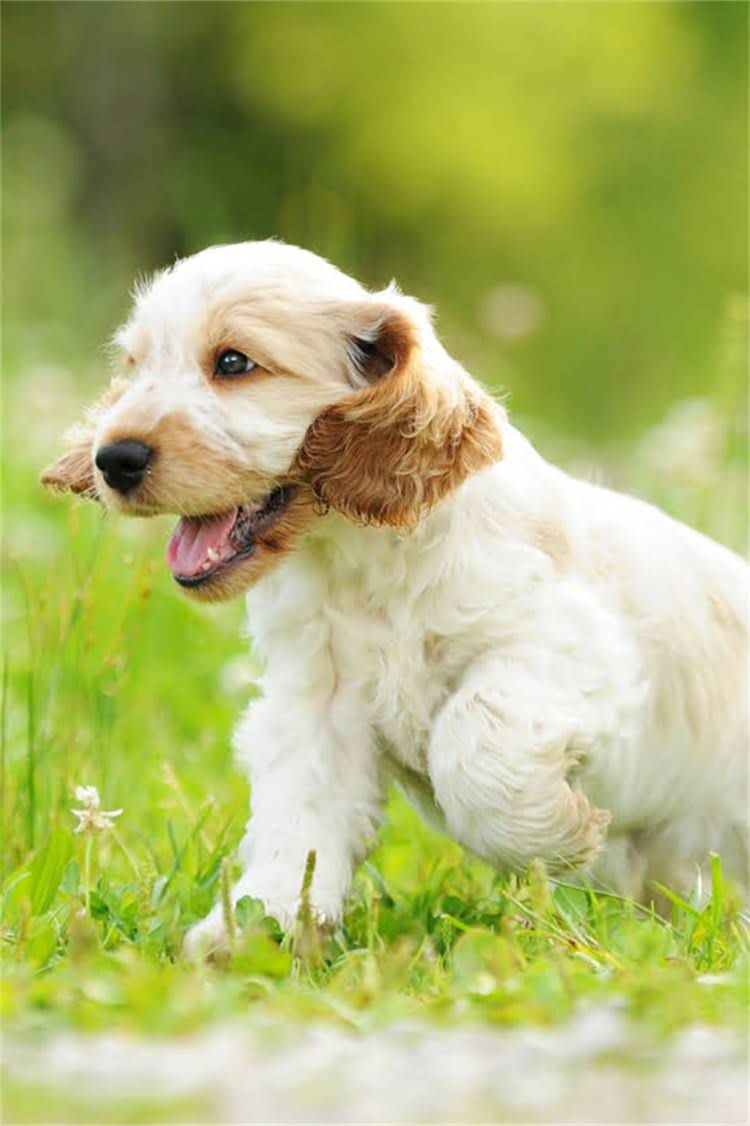 图片 标准雪纳瑞成犬体重是多少？科学饲养指南与体重管理全2.jpg