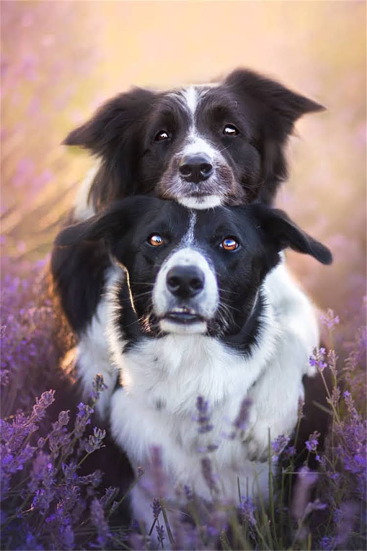 图片 标准雪纳瑞智商排名及养护指南：最新.jpg