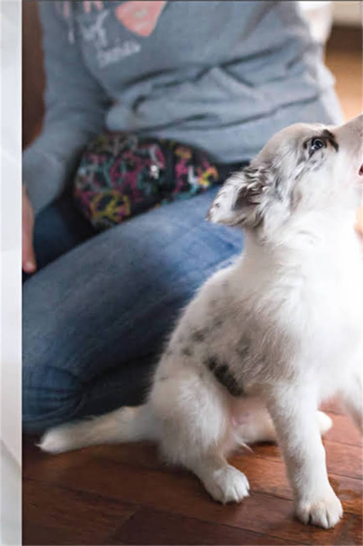 图片 标准雪纳瑞智商排名：聪明犬种特性与训练指南.jpg