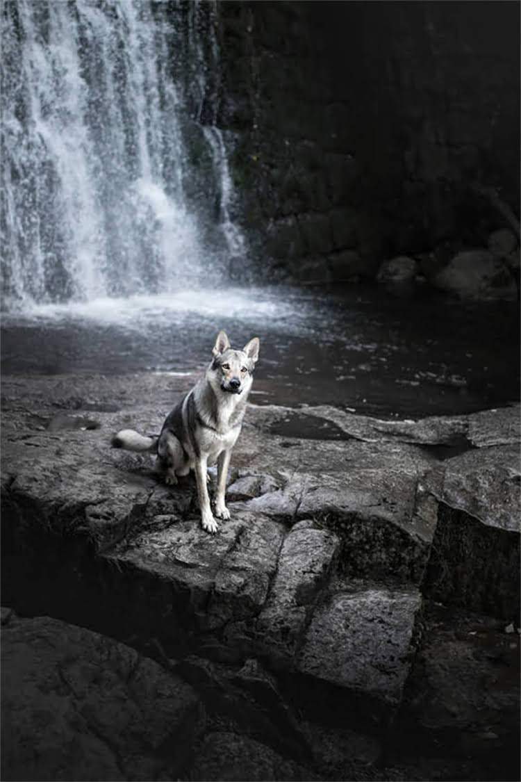 图片 核心内容：疫苗证的法律依据与必要性.jpg