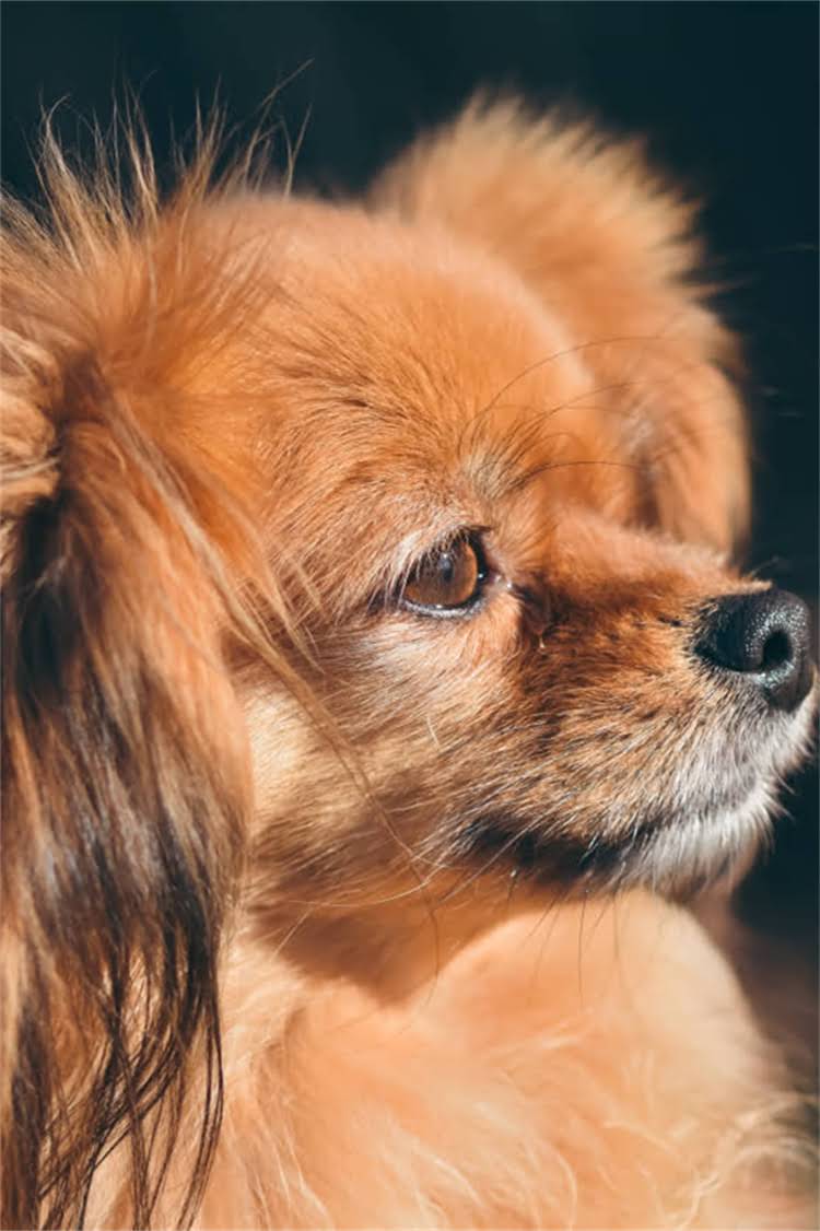 图片 核心内容：疫苗证的法律依据与必要性1.jpg