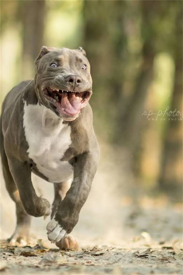 图片 核心内容：疫苗证的法律依据与必要性2.jpg