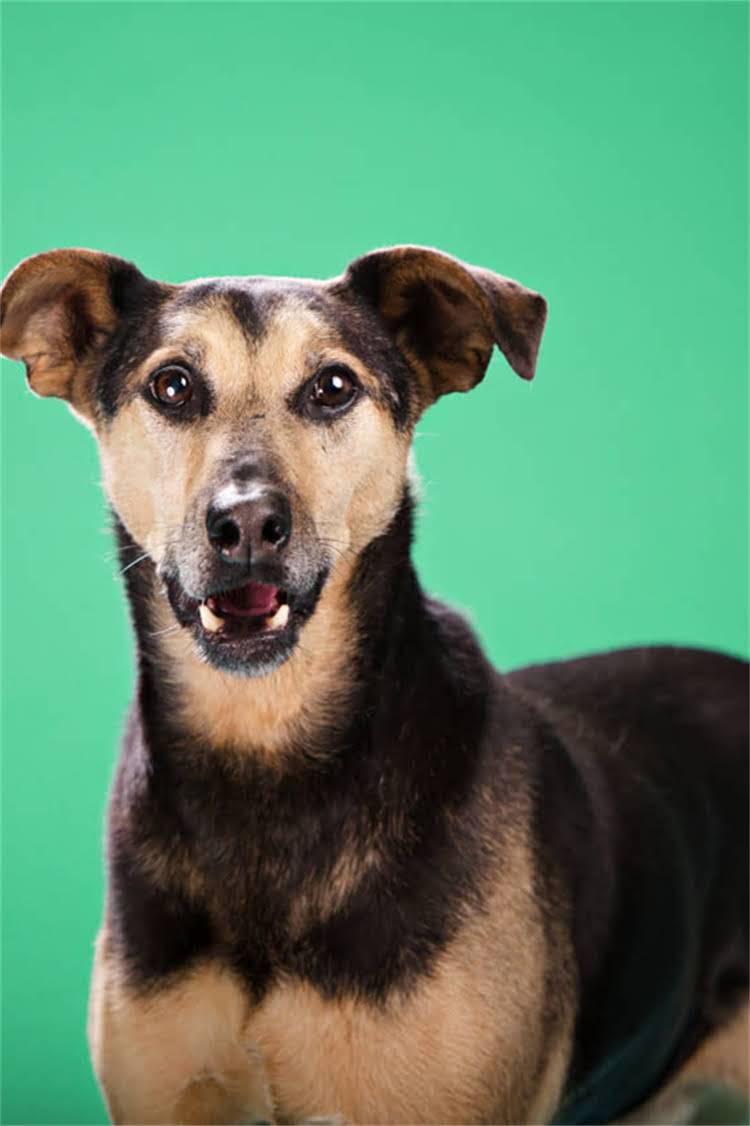 图片 核心小狗打疫苗有什么好处？全面疫苗必要性及科学接种指南2.jpg