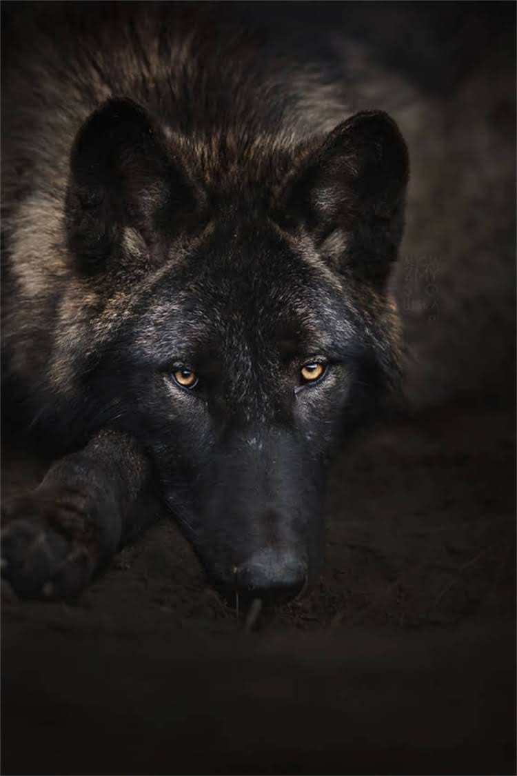 图片 核心小狗爱睡觉正常吗？科学解答+应对措施+健康隐患全.jpg