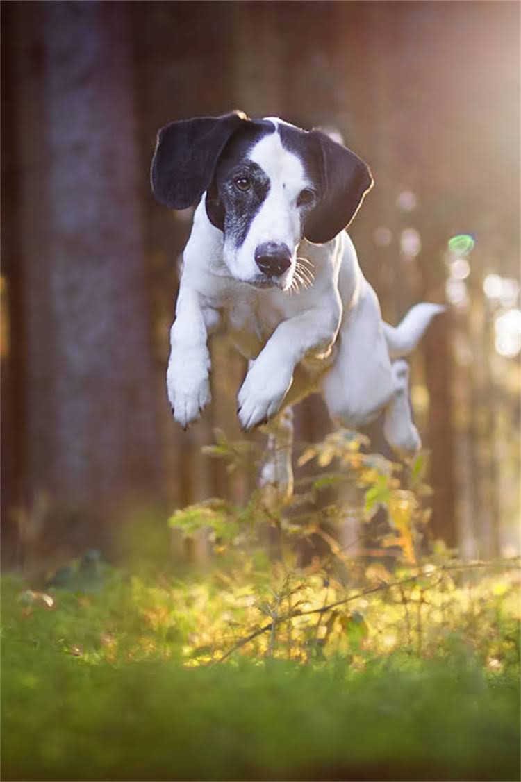 图片 核心小狗爱睡觉正常吗？科学解答+应对措施+健康隐患全2.jpg