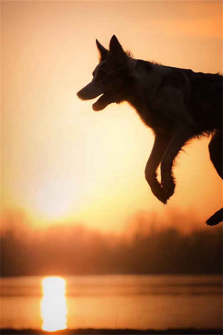 图片 格力犬专用狗粮推荐：科学喂养指南与肠胃保护方案1.jpg