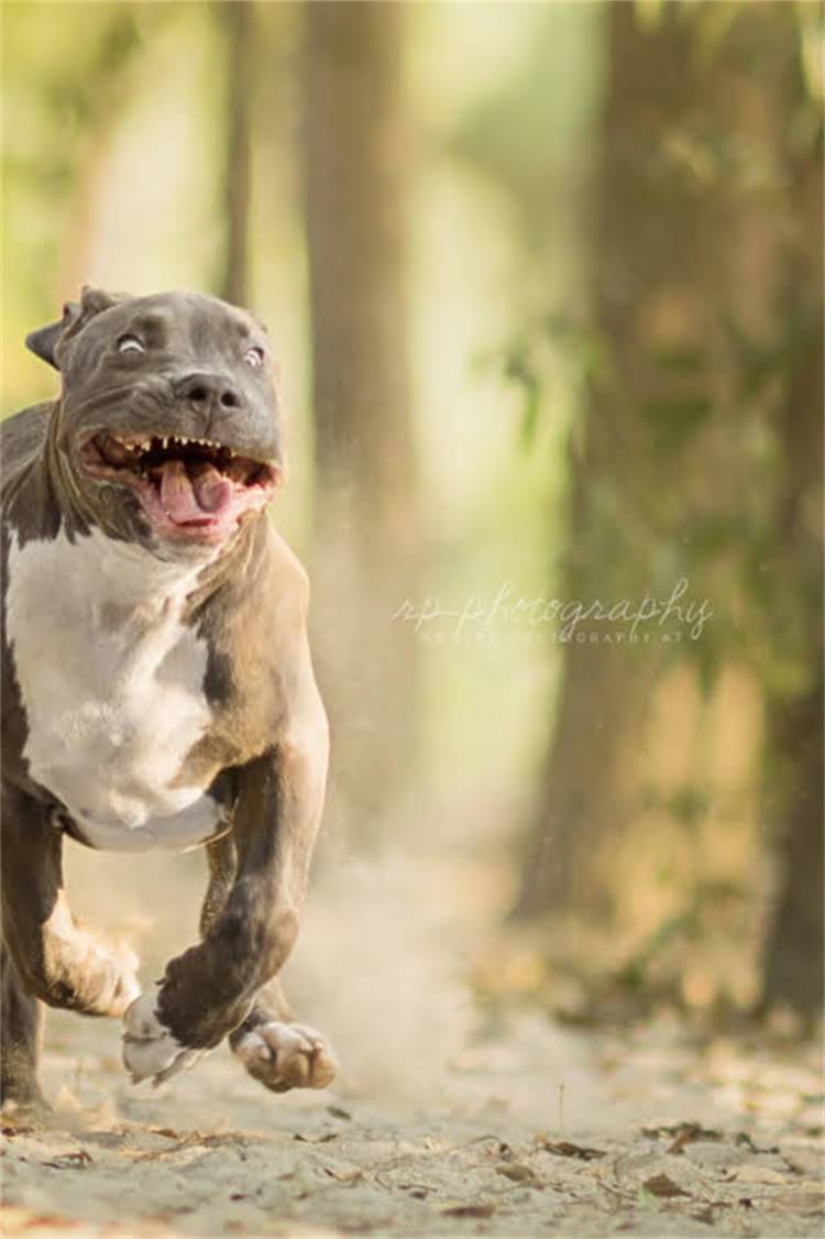 图片 格力犬专用狗粮推荐：科学喂养指南与肠胃保护方案2.jpg