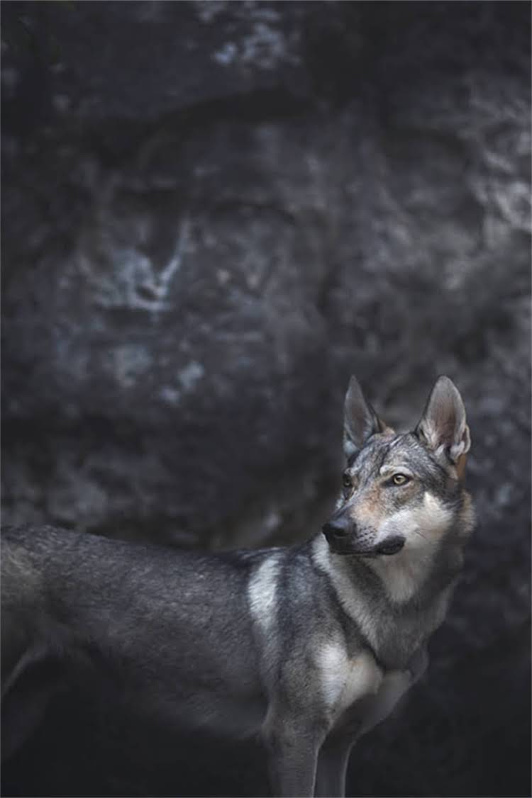 图片 格力犬训练看灯：专业教程及步骤，轻松掌握指令响应.jpg