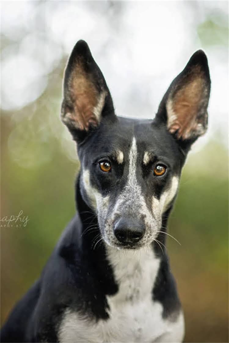 图片 格力犬训练看灯：专业教程及步骤，轻松掌握指令响应1.jpg