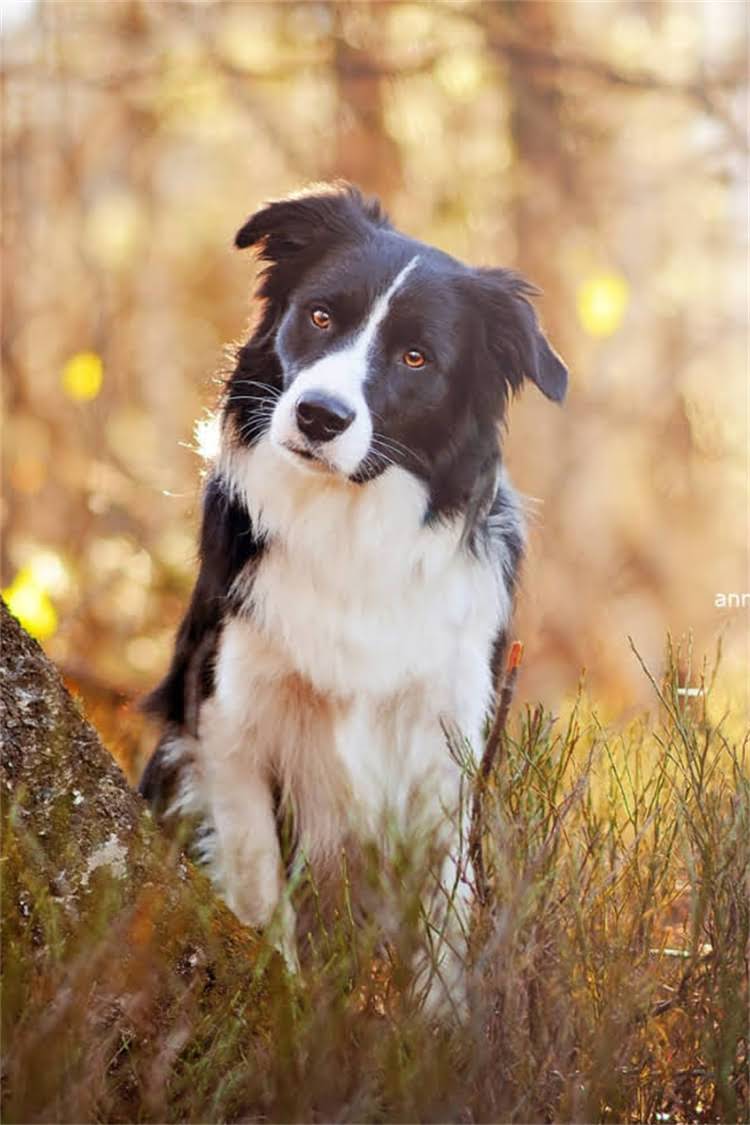 图片 格力犬训练看灯：专业教程及步骤，轻松掌握指令响应2.jpg