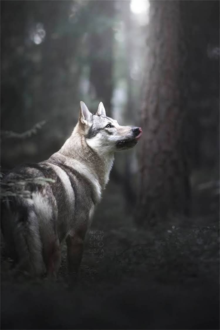 图片 棕色拉布拉多值钱吗？价格影响因素与市场行情全1.jpg