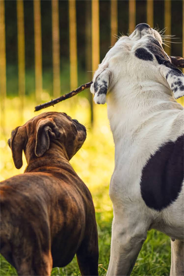 图片 椒盐雪纳瑞毛发褪色怎么办？5大元凶与专业护理指南（附真实案例）.jpg