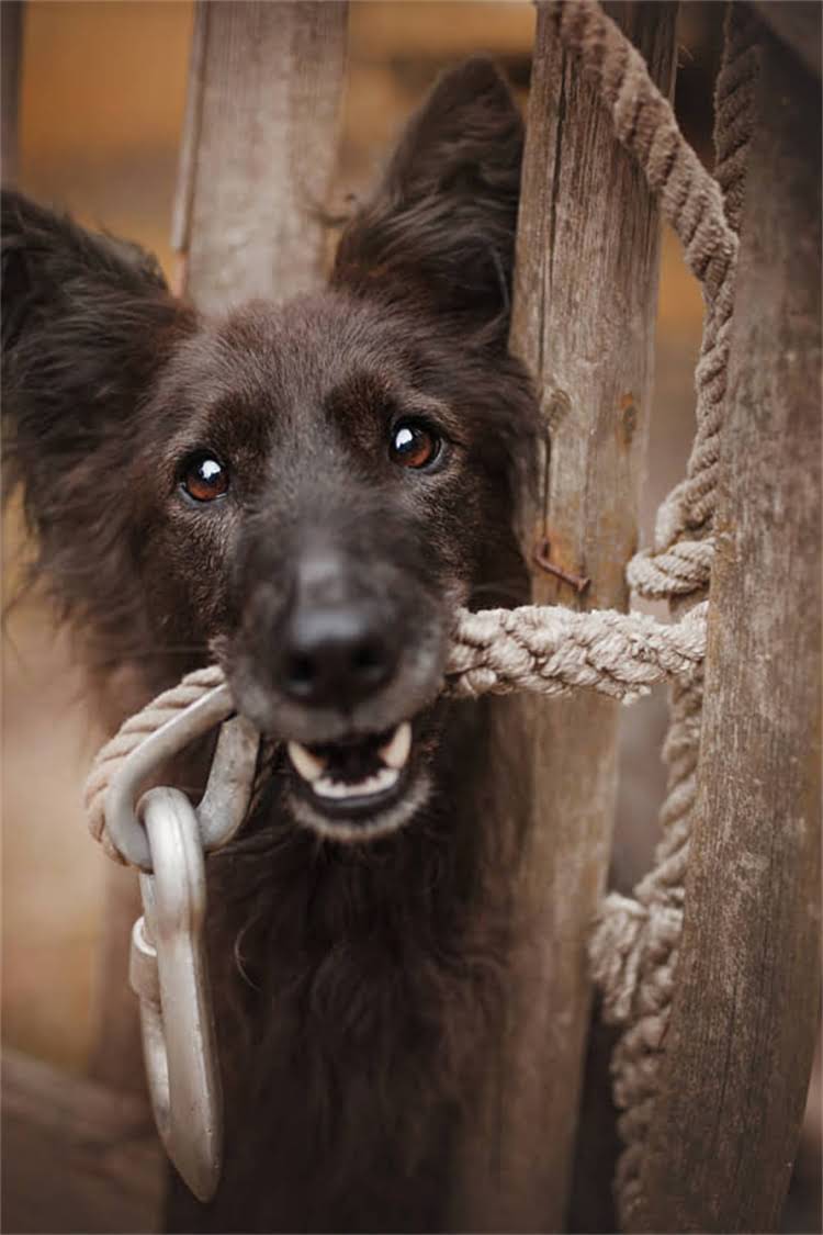 图片 椒盐雪纳瑞毛发褪色怎么办？5大元凶与专业护理指南（附真实案例）1.jpg