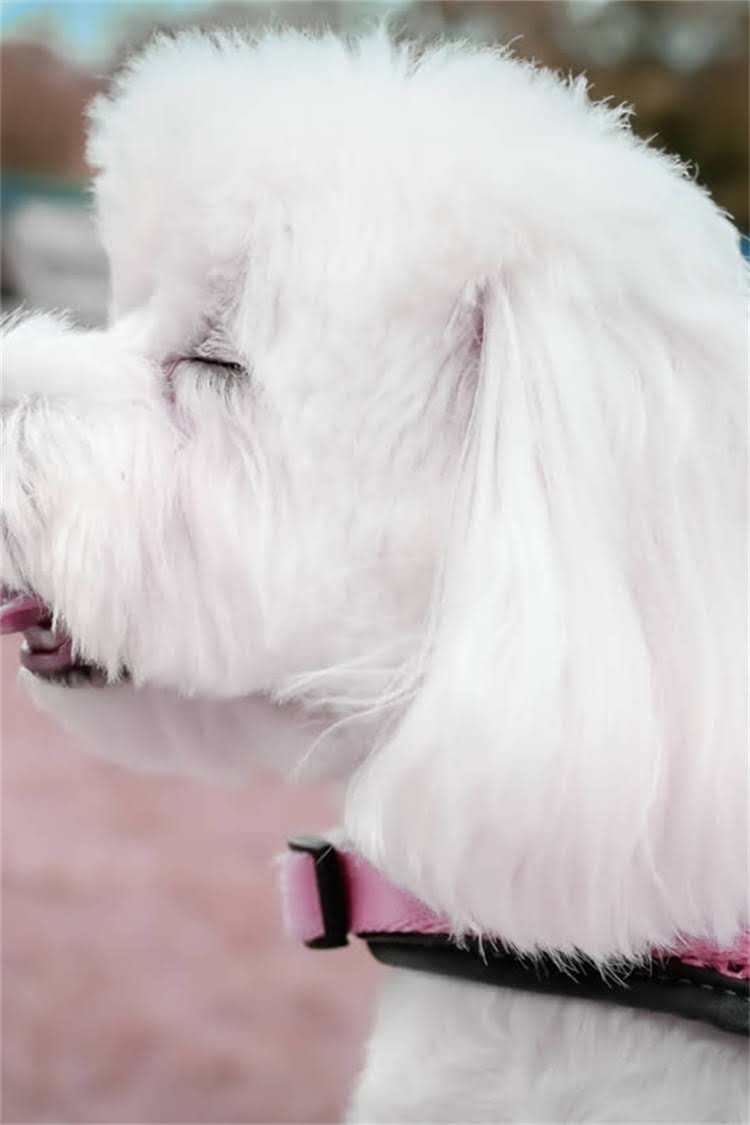 图片 椒盐雪纳瑞毛发褪色怎么办？5大元凶与专业护理指南（附真实案例）2.jpg