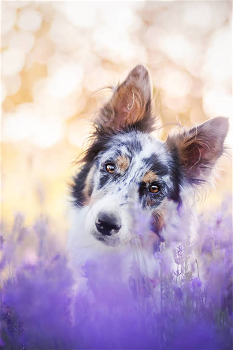 图片 楼房饲养萨摩耶边牧全攻略：品种特性、养护要点与城市养犬指南1.jpg