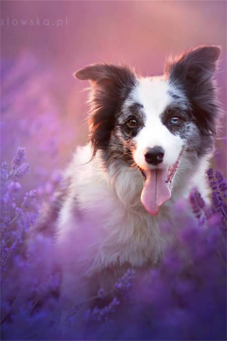 图片 正宗拉布拉多价格多少钱？全：品种特性、饲养成本与选购指南.jpg